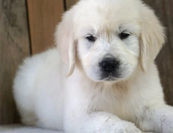  cuccioli di golden retriever con pedigree | Foto 1