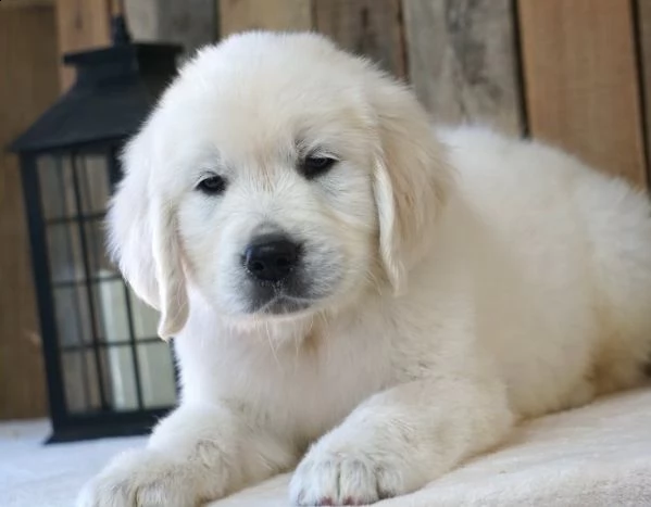  cuccioli di golden retriever con pedigree