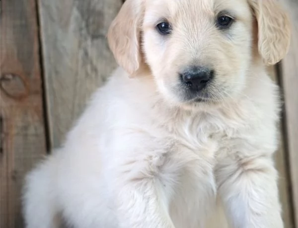  cuccioli di golden retriever con pedigree | Foto 0