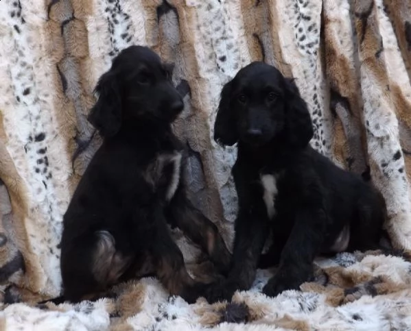 levriero afgano cuccioli