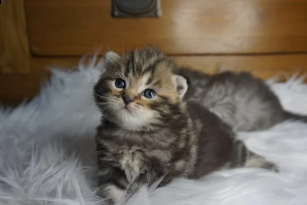 main coon gattino in adozione