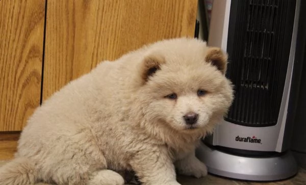 cuccioli di chow chow con pedigree enci