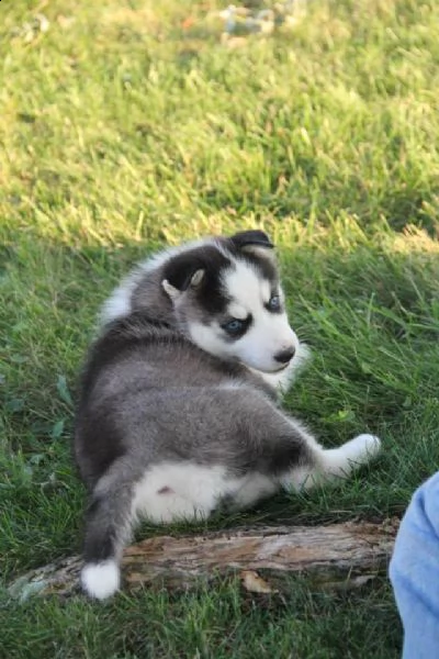 siberian husky occhi color ghiaccio stupendi | Foto 0