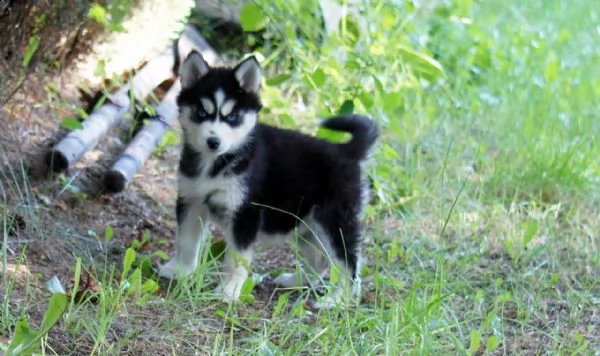 siberian husky occhi color ghiaccio stupendi
