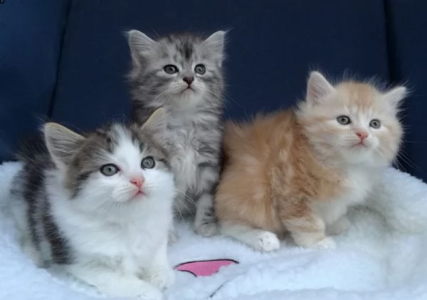 cuccioli di siberiani