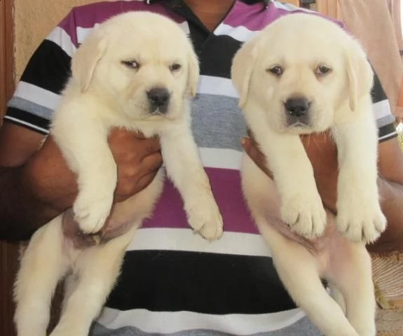 regalo labrador cioccolato cuccioli!!
