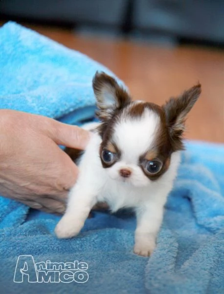 prezioso rifiuti chihuahua adozione regalo