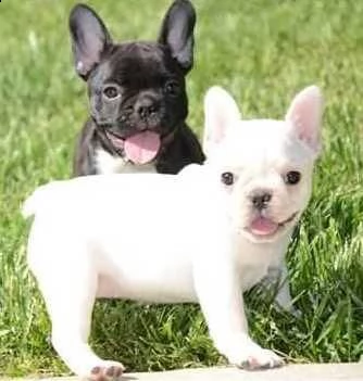cucciolo di bulldog francese nero maschio