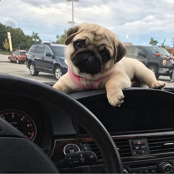 cuccioli  carlino mini | Foto 0