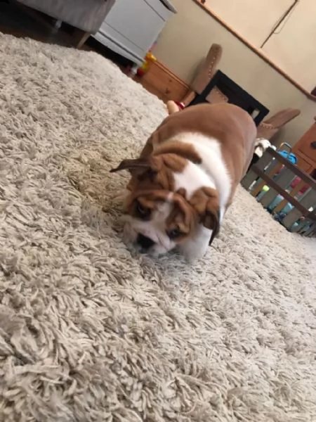 regalo bulldog inglese