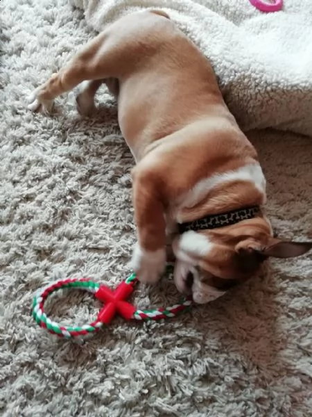 regalo. abc bulldog inglese | Foto 0