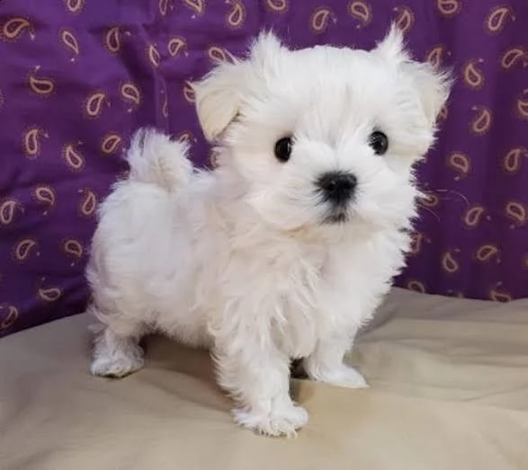 mini maltese  | Foto 0