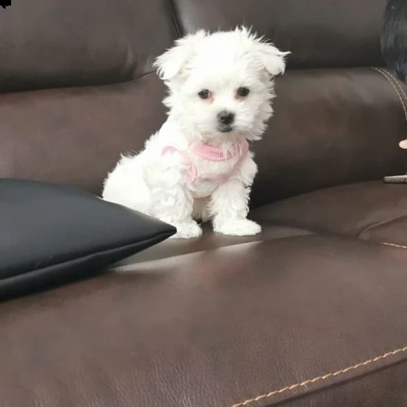 mini maltese 