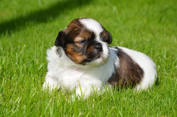 shih-tzu splendidi cuccioli con pedigrée | Foto 2