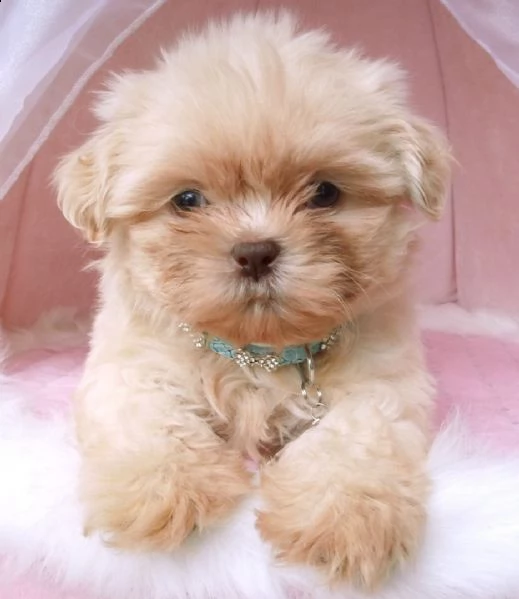 shih-tzu splendidi cuccioli con pedigrée | Foto 1