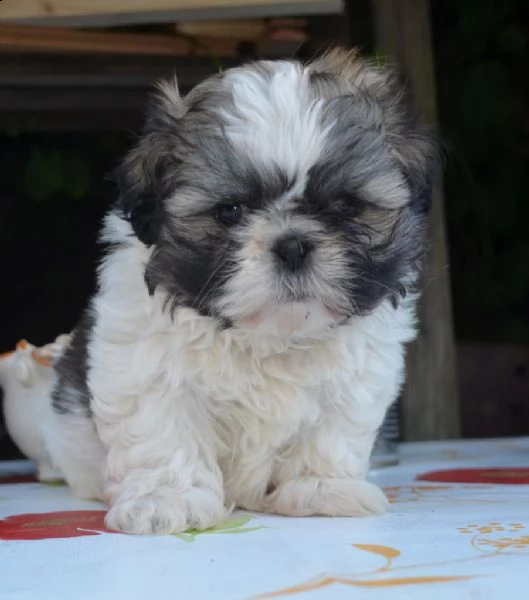 shih-tzu splendidi cuccioli con pedigrée | Foto 0