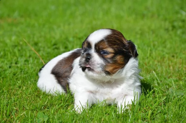 shih-tzu splendidi cuccioli con pedigrée