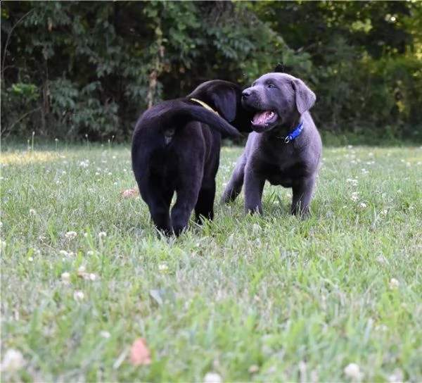 cucciolo labrador retriever pedegree