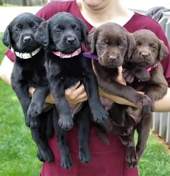 cuccioli labrador