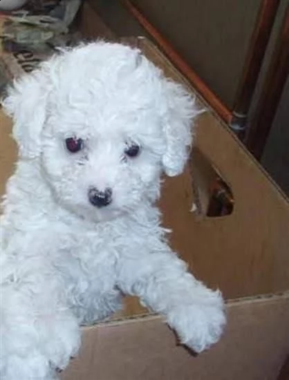 barboncino bianco maschio e femmina