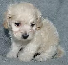 barboncino bianco maschio e femmina | Foto 0