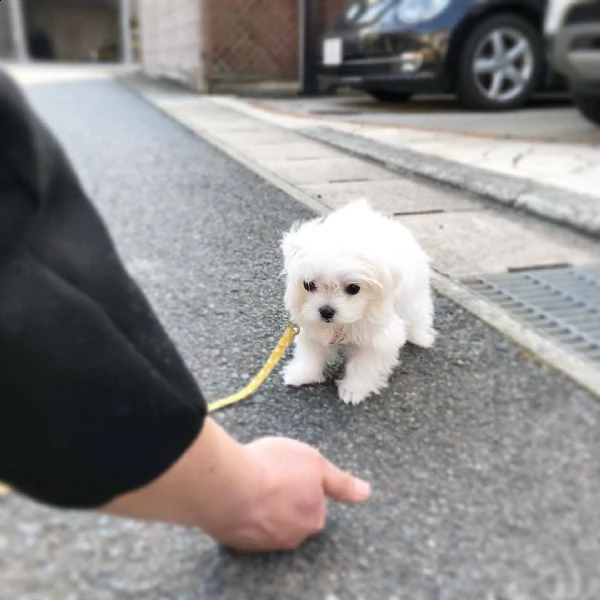 stupende maltese  | Foto 0