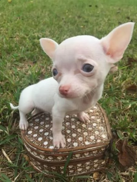 regalo chihuahua