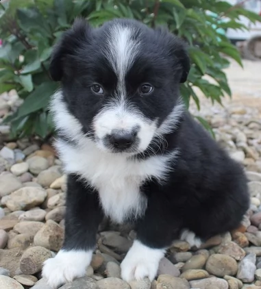 splendidi cuccioli di border collie | Foto 0
