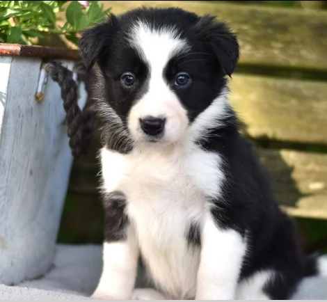 splendidi cuccioli di border collie