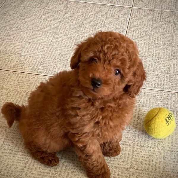 barboncino toy.... | Foto 0