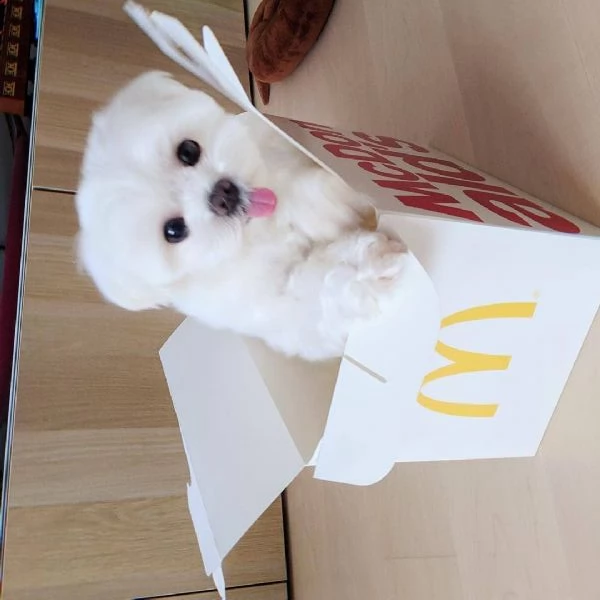 mini maltese cucciolo