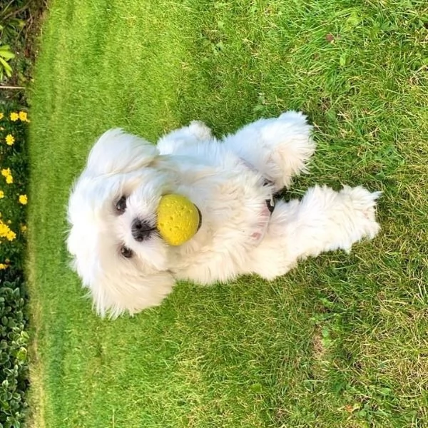 maltese maschio e femmina