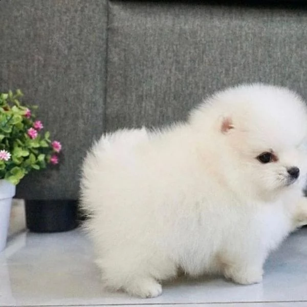 #pomeranian  | Foto 0