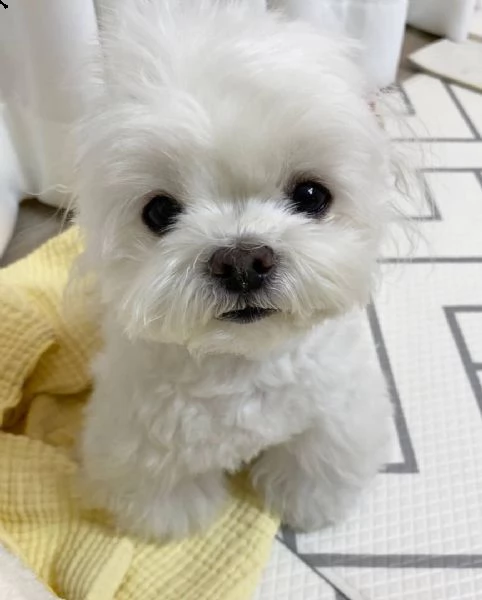 !!!!!! regalo  cucciolo maltese 