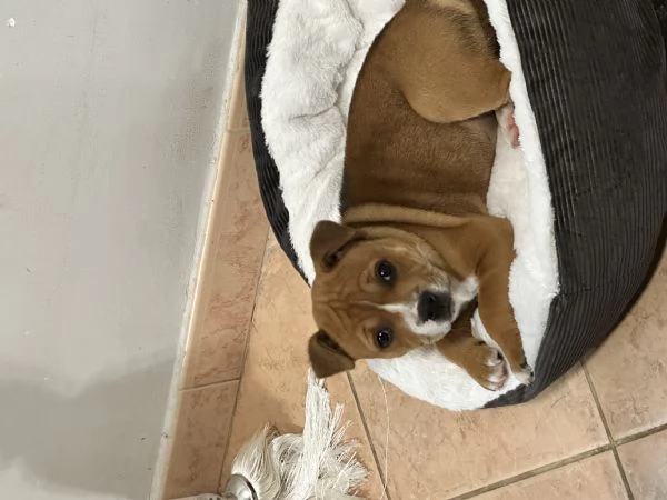 Staffordshire Bull Terrier