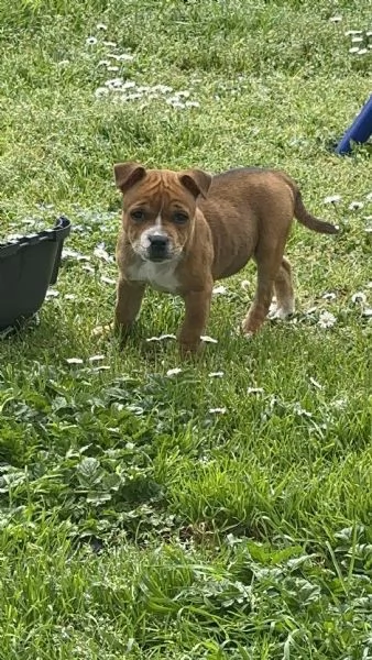 Staffordshire Bull Terrier | Foto 0