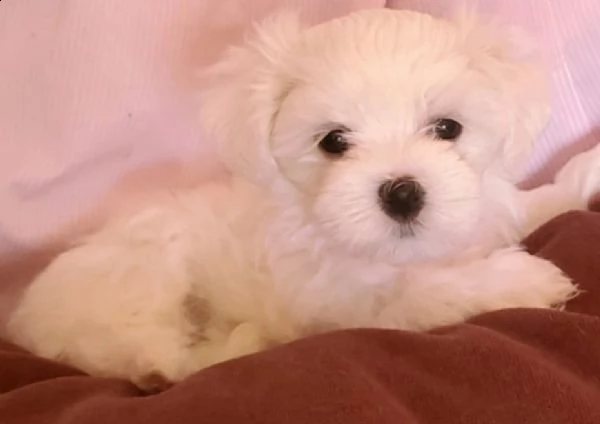 simpatici cuccioli maltesi pronti per una nuova casa. | Foto 1