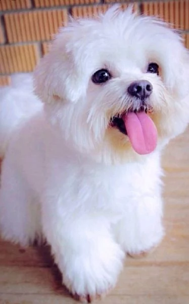 simpatici cuccioli maltesi pronti per una nuova casa. | Foto 0