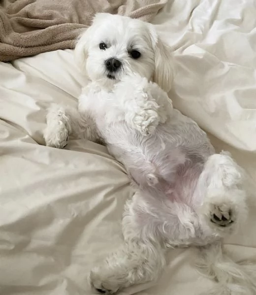 adorabile cucciolo solo per gli amanti dei cuccioli  | Foto 1