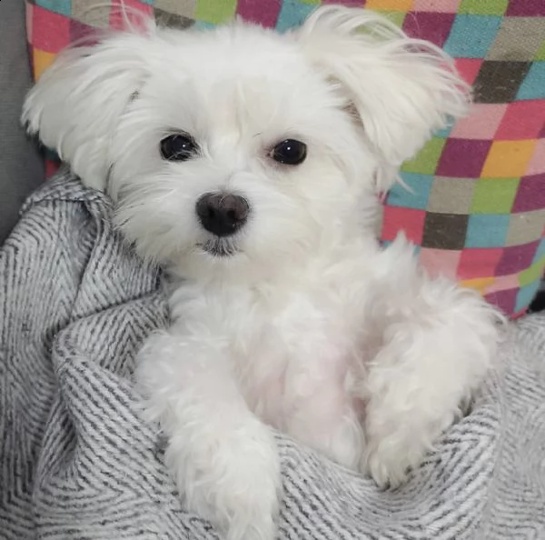 adorabile cucciolo solo per gli amanti dei cuccioli  | Foto 0