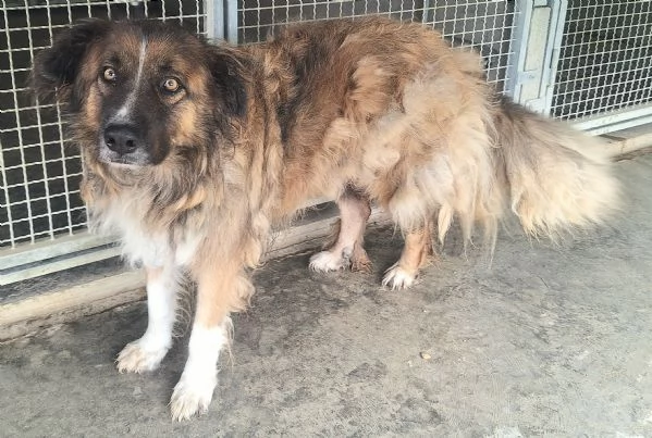 Bruno 5 anni Taglia media grande 