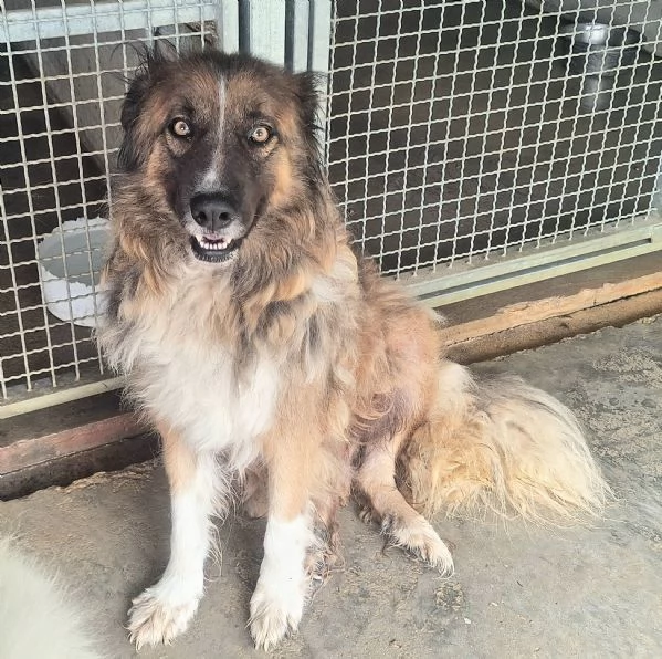 Bruno 5 anni Taglia media grande  | Foto 3