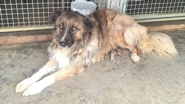 Bruno 5 anni Taglia media grande  | Foto 2