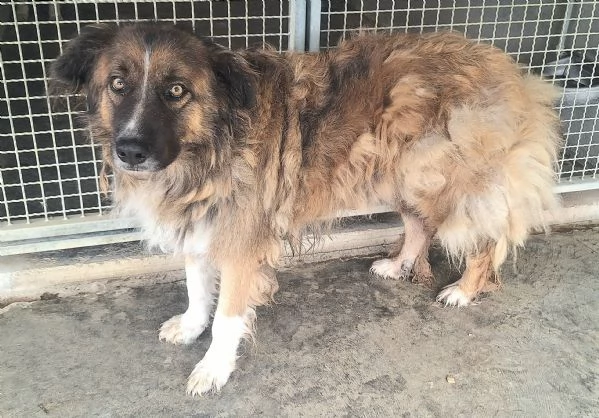 Bruno 5 anni Taglia media grande  | Foto 0