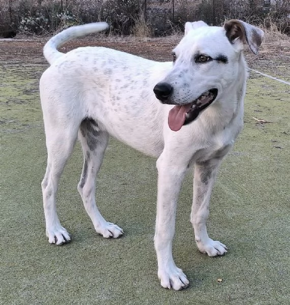 Blues 5 mesi taglia media grande | Foto 3