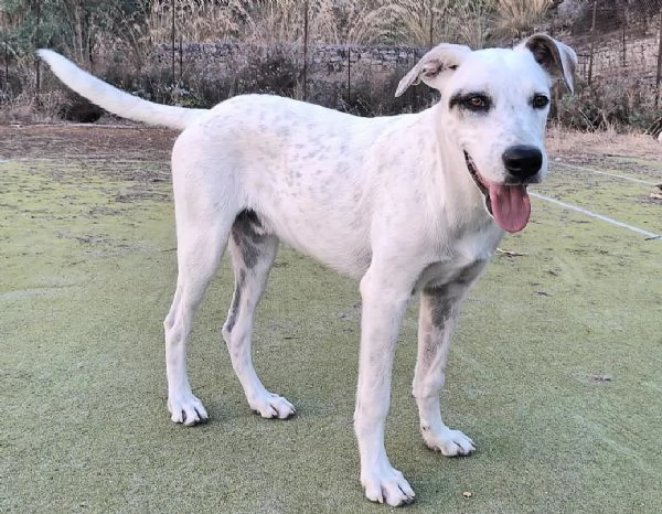 Blues 5 mesi taglia media grande | Foto 2