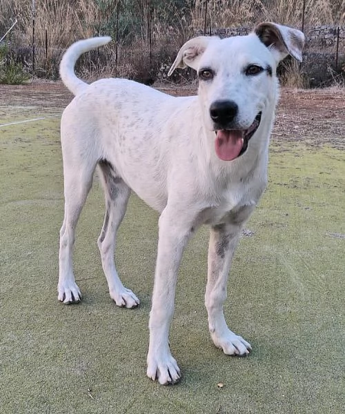 Blues 5 mesi taglia media grande