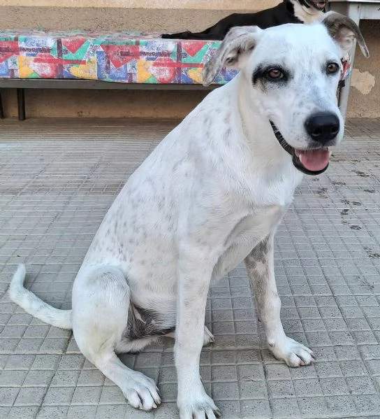 Blues 5 mesi taglia media grande | Foto 1