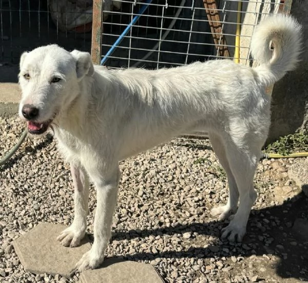 Penny 10 mesi taglia grande | Foto 3