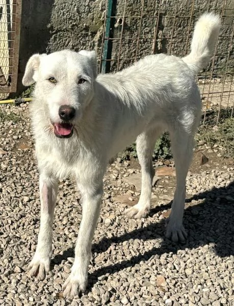 Penny 10 mesi taglia grande | Foto 2